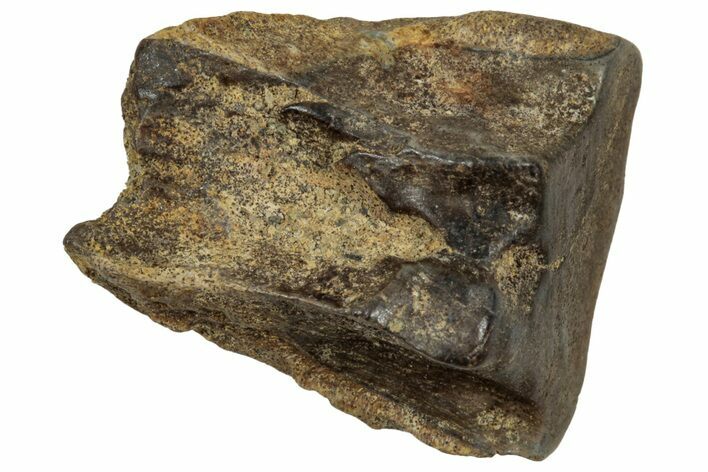 Fossil Triceratops Shed Tooth - Montana #350713